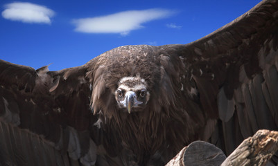 eagle