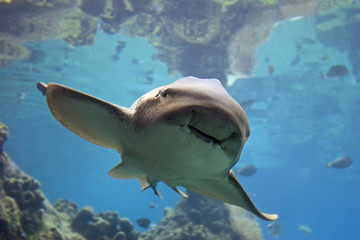 zebrashark