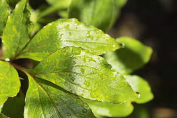 rain on leaf