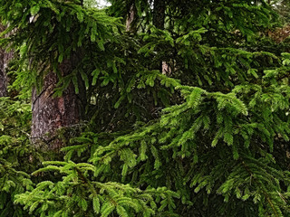 pine and fur-tree branches