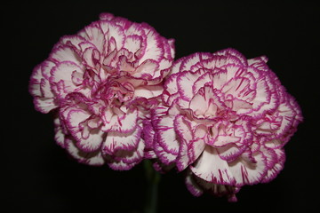 white and purple carnations