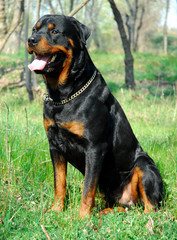 pure race rottweiler