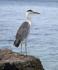 grey heron on coast of ocean
