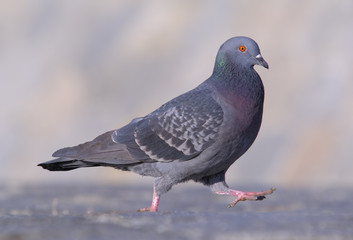 pigeon