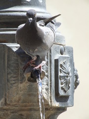 pigeon on the waterpipe