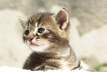 chaton tigré aux yeux bleus