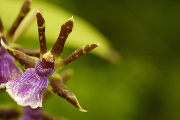orchidea © Paolo Marzio