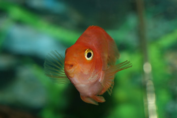 fish