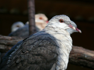 pigeon