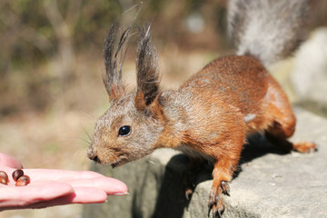 squirrel in the nature