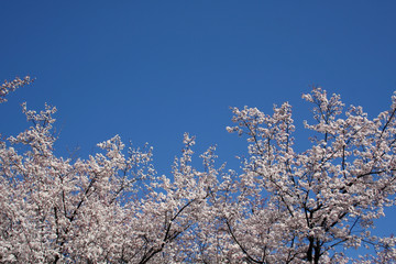 blue sky and blooming cherry trees