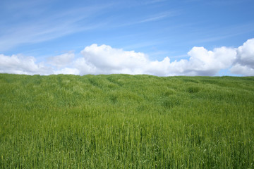 field of crops