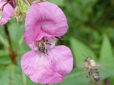 blumen