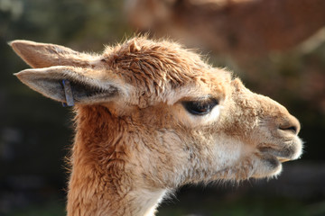 guanaco