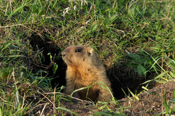 Naklejka na ściany i meble marmot in burrow