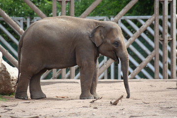 juvenile elephant