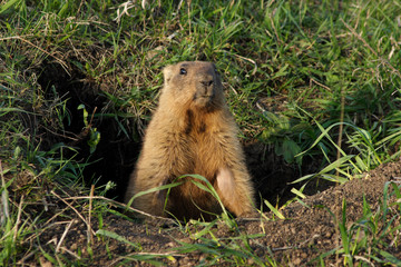 Naklejka na ściany i meble marmot in the morning