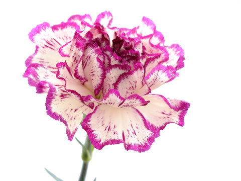 Fototapeta purple and white carnation