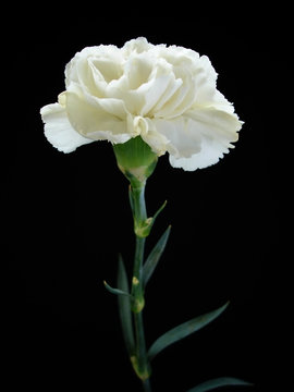 Fototapeta white carnation