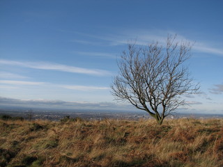 nature with industrial background