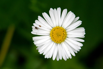 Obraz premium pâquerette