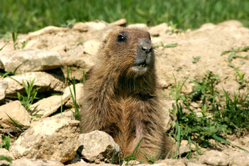 marmot