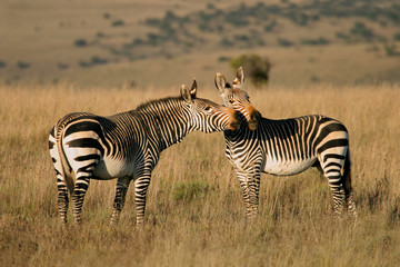 Plakat peleryna zebry górskie