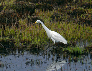 great white egret 2