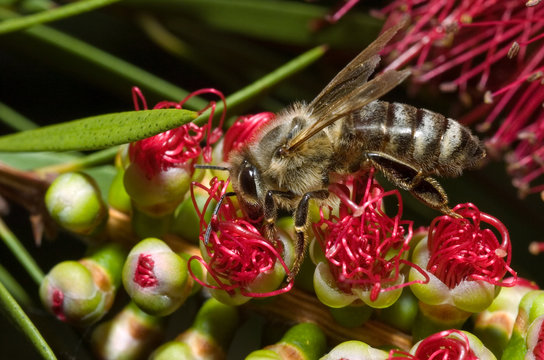 bee