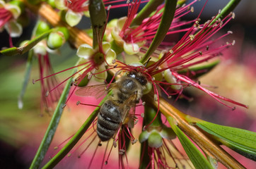 bee on work