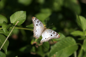 papillon de guadeloupe