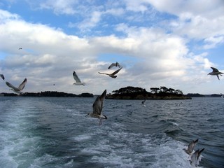 Fototapeta premium flying gull