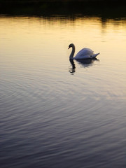 swan on the lake at sunset
