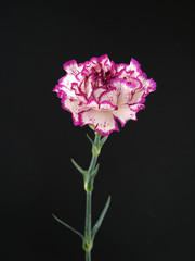 white and purlpe carnation
