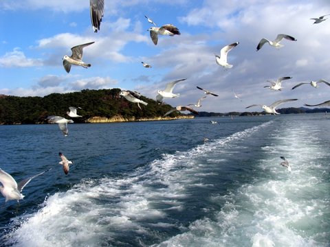 flying gull