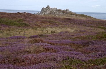 tapis de bruyère sur la lande