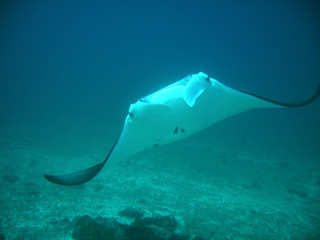 manta
