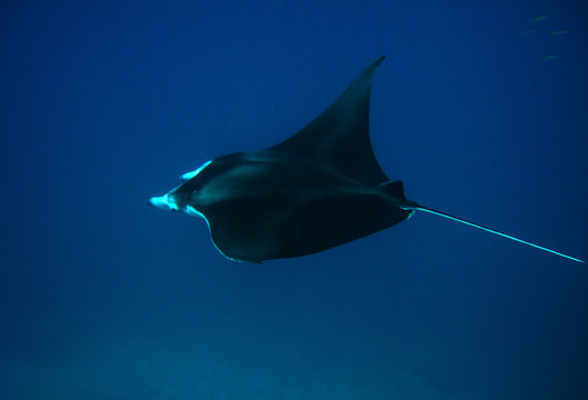 manta