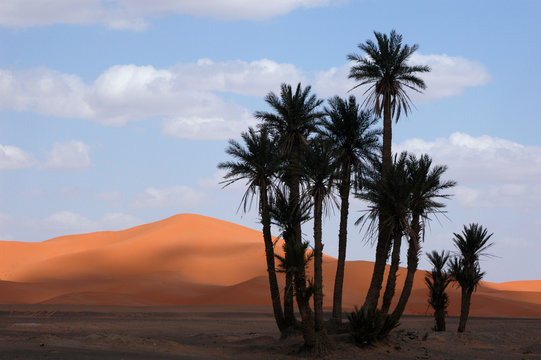 palm trees in the sahara desert