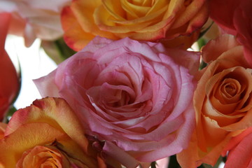 pink rose bloom
