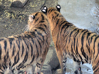 two tigers