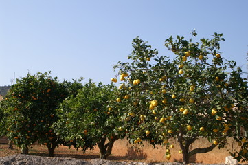 Fototapeta na wymiar citronier hora na Baleary