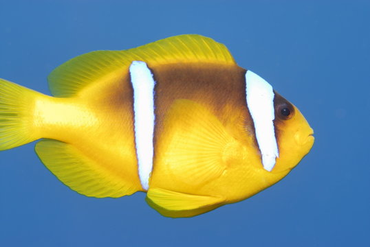 872 Best Poisson Clown Images Stock Photos Vectors Adobe Stock 872 Best Poisson Clown Images Stock Photos Vectors Adobe Stock