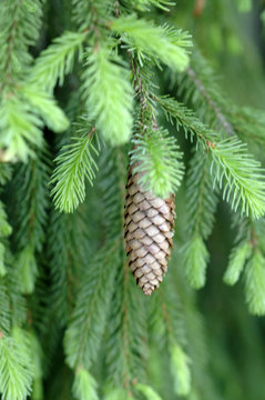 Tanni Tree รูปภาพ