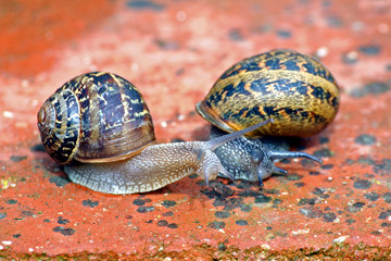 escargots
