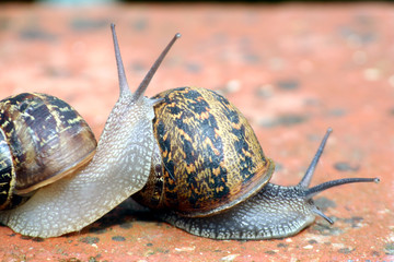 escargots