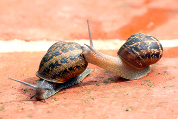 escargots