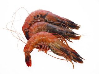 gekochte schiffs kiel garnele