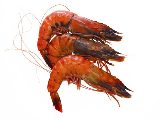 gekochte schiffs kiel garnele