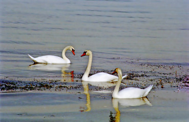 swans